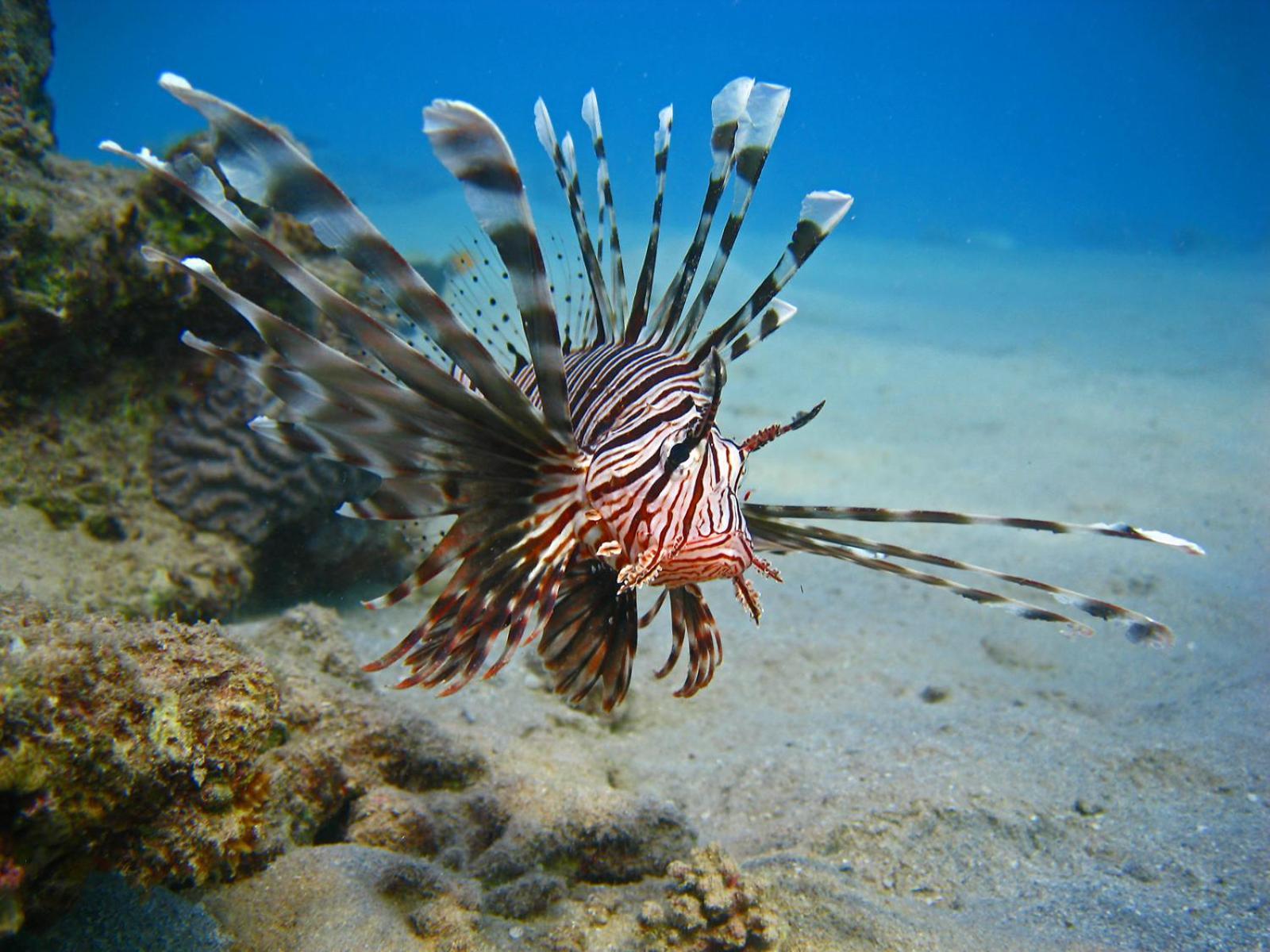 Hotel Oonas Dive Club Sharm El-Sheikh Exterior foto